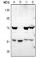 Anti-ATG4D Antibody